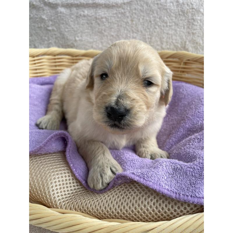 販売中の茨城県のゴールデンドゥードル:ゴールデンレトリーバー×プードル-446251の8枚目