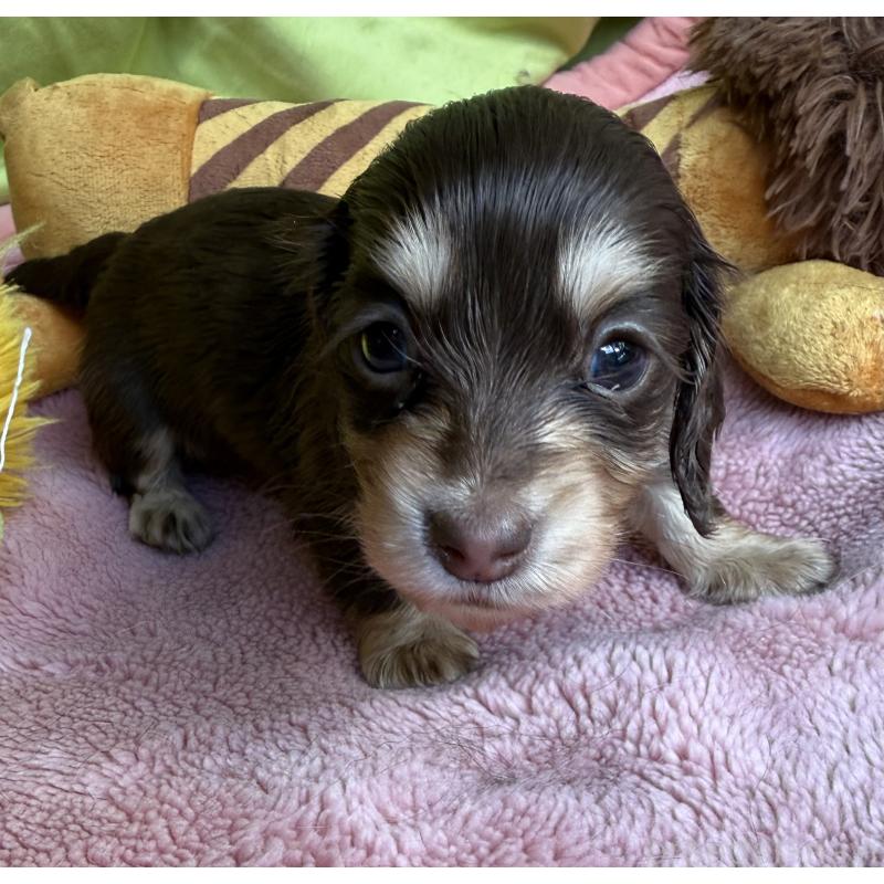 販売中の鹿児島県のカニンヘンダックスフンド(ロングヘアード)-446252の5枚目