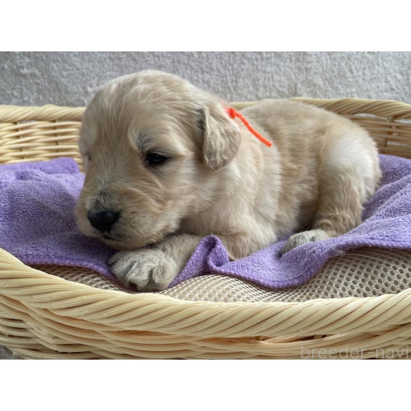 販売中の茨城県のゴールデンドゥードル:ゴールデンレトリーバー×プードル-446251の6枚目