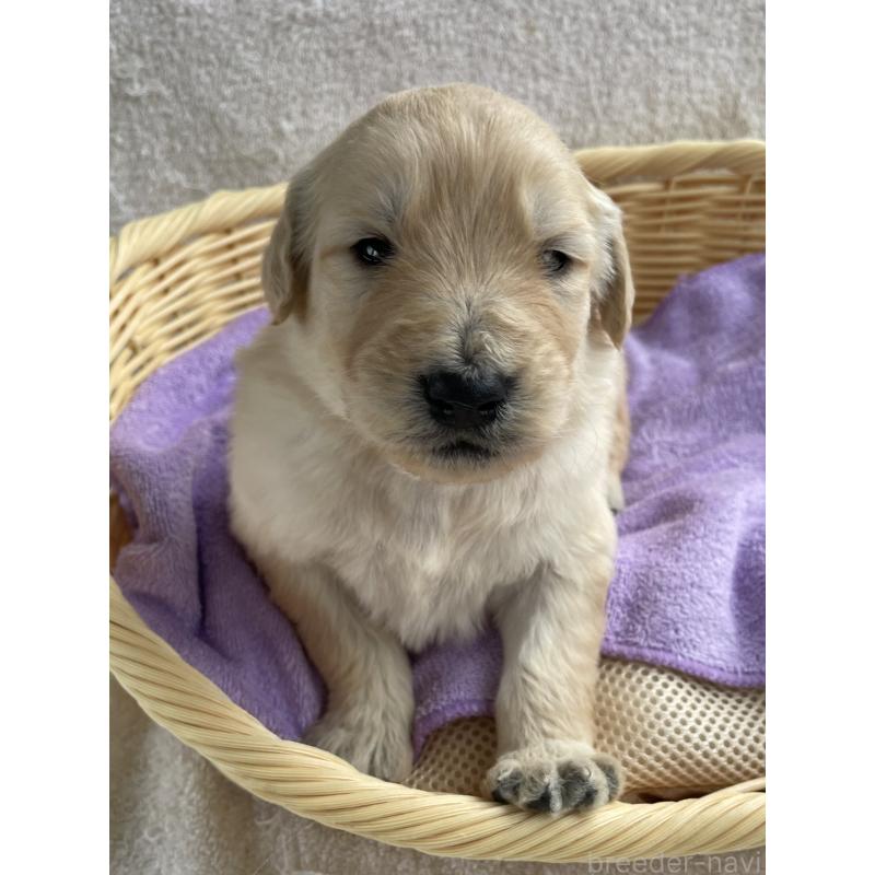 販売中の茨城県のゴールデンドゥードル:ゴールデンレトリーバー×プードル-446251の5枚目