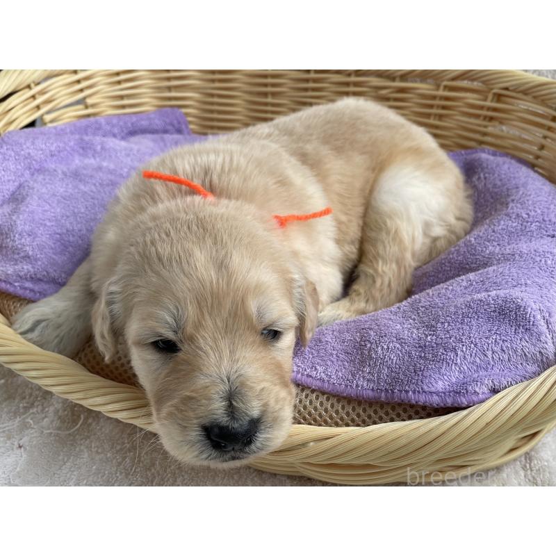 販売中の茨城県のゴールデンドゥードル:ゴールデンレトリーバー×プードル-446251の4枚目