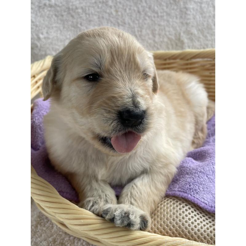 販売中の茨城県のゴールデンドゥードル:ゴールデンレトリーバー×プードル-446251の3枚目