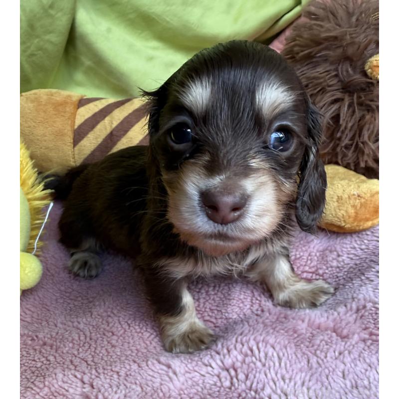 販売中の鹿児島県のカニンヘンダックスフンド(ロングヘアード)-446252の2枚目