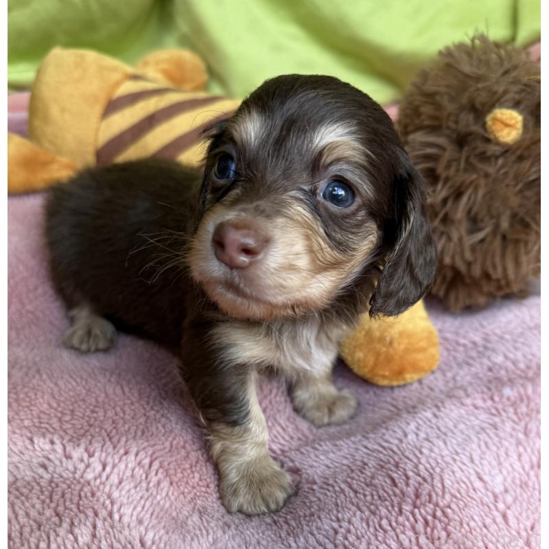 販売中の鹿児島県のカニンヘンダックスフンド(ロングヘアード)-446254の3枚目