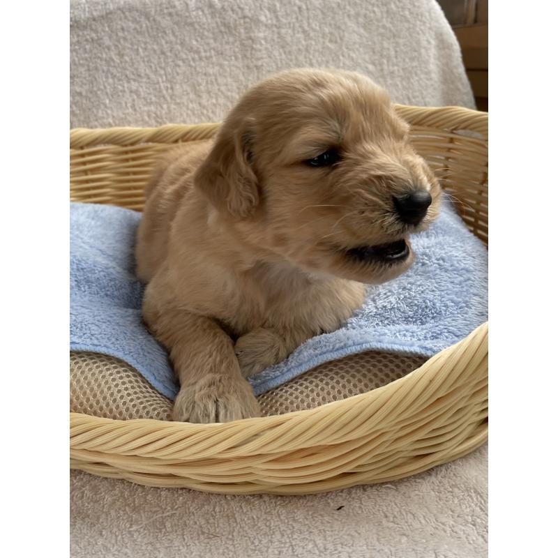 販売中の茨城県のゴールデンドゥードル:ゴールデンレトリーバー×プードル-446253の9枚目