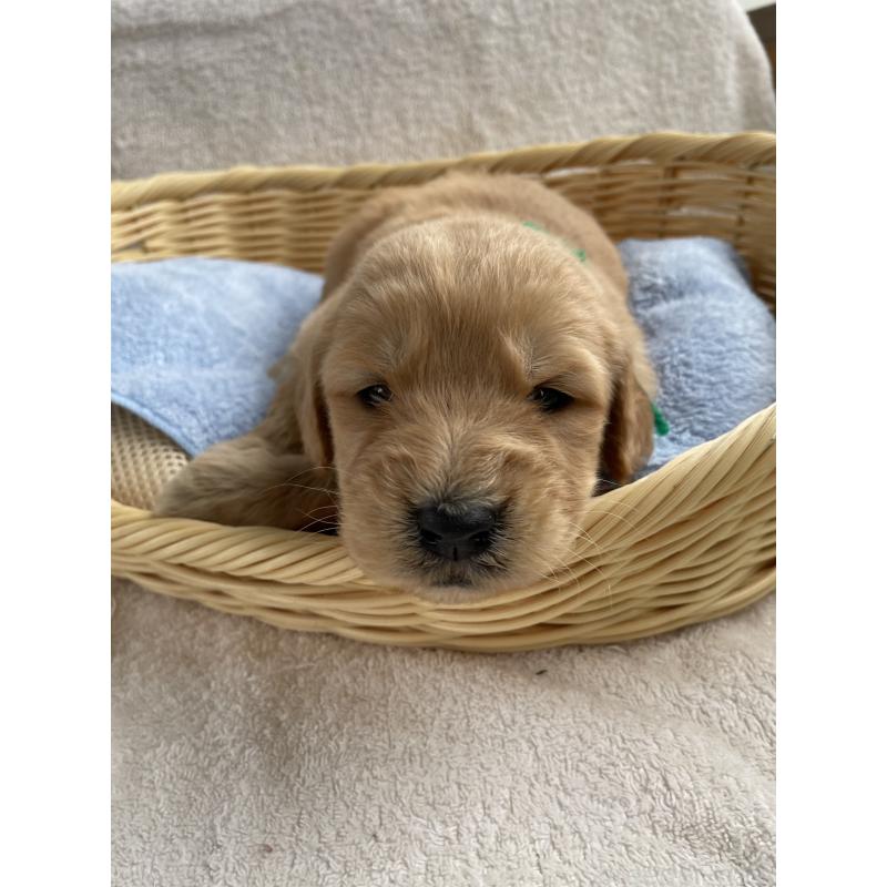 販売中の茨城県のゴールデンドゥードル:ゴールデンレトリーバー×プードル-446253の8枚目