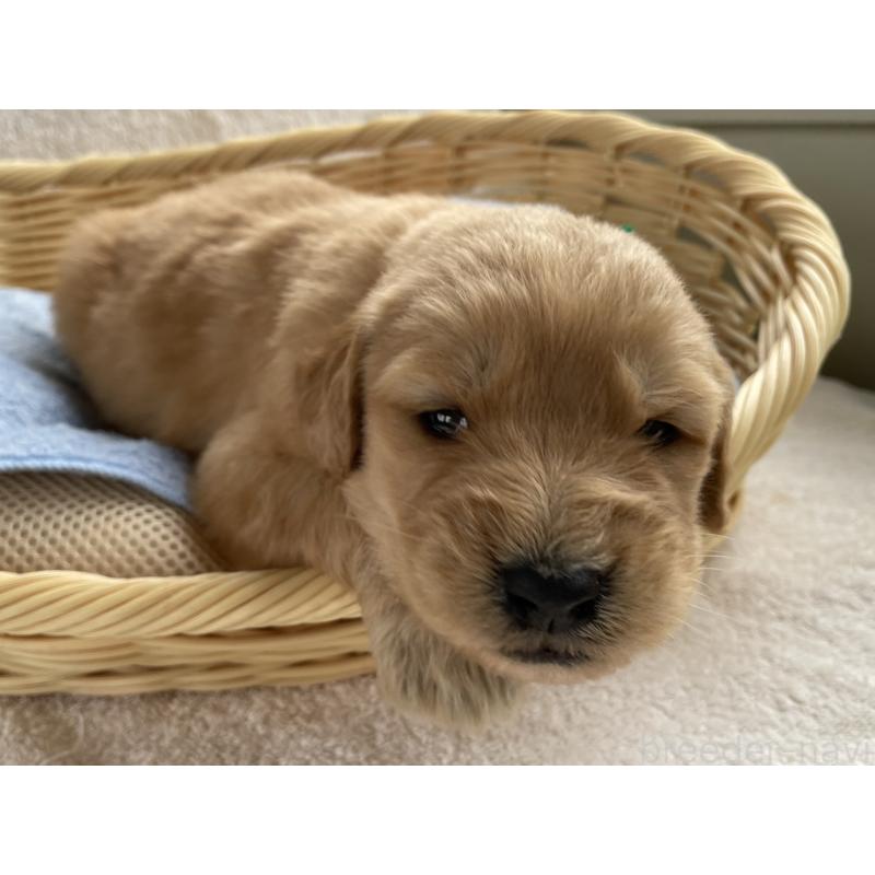 販売中の茨城県のゴールデンドゥードル:ゴールデンレトリーバー×プードル-446253の7枚目