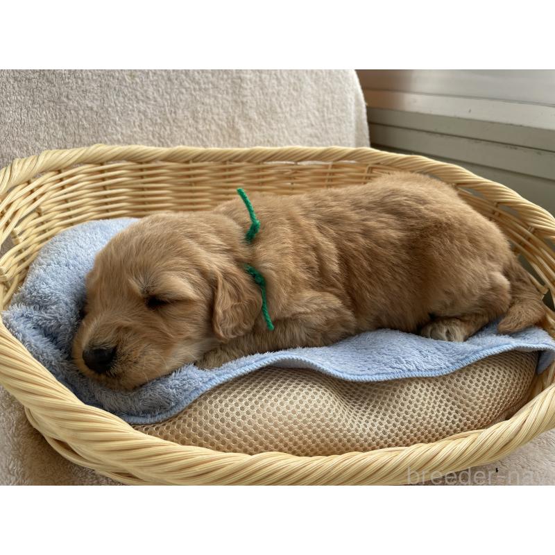 販売中の茨城県のゴールデンドゥードル:ゴールデンレトリーバー×プードル-446253の6枚目