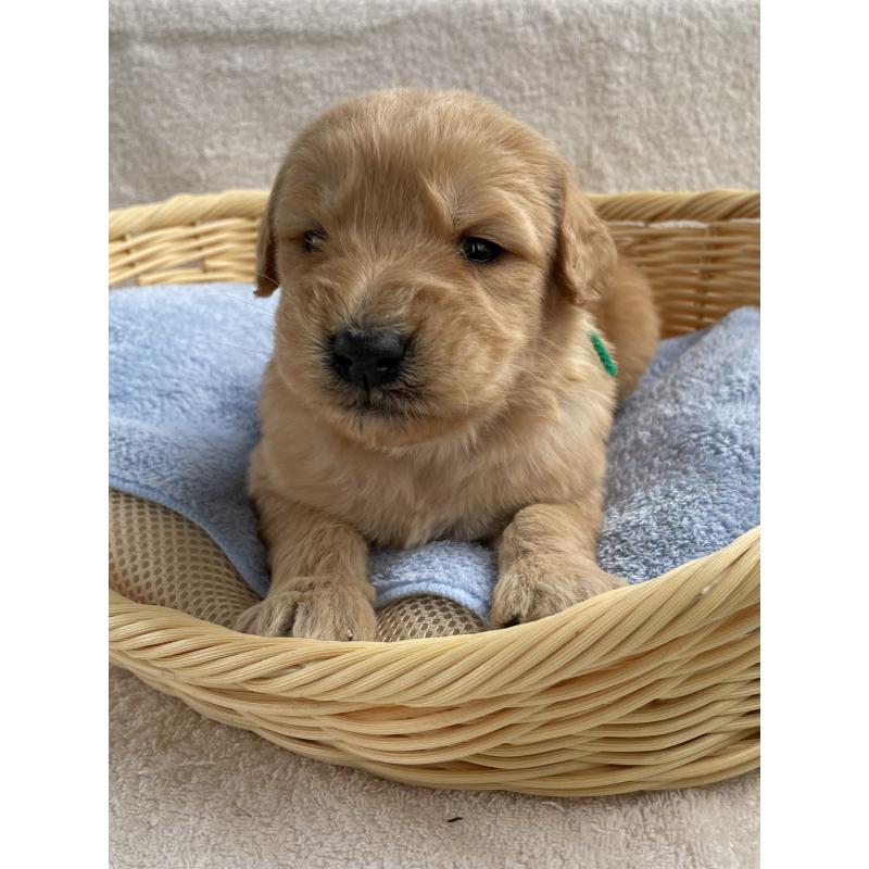 販売中の茨城県のゴールデンドゥードル:ゴールデンレトリーバー×プードル-446253の5枚目