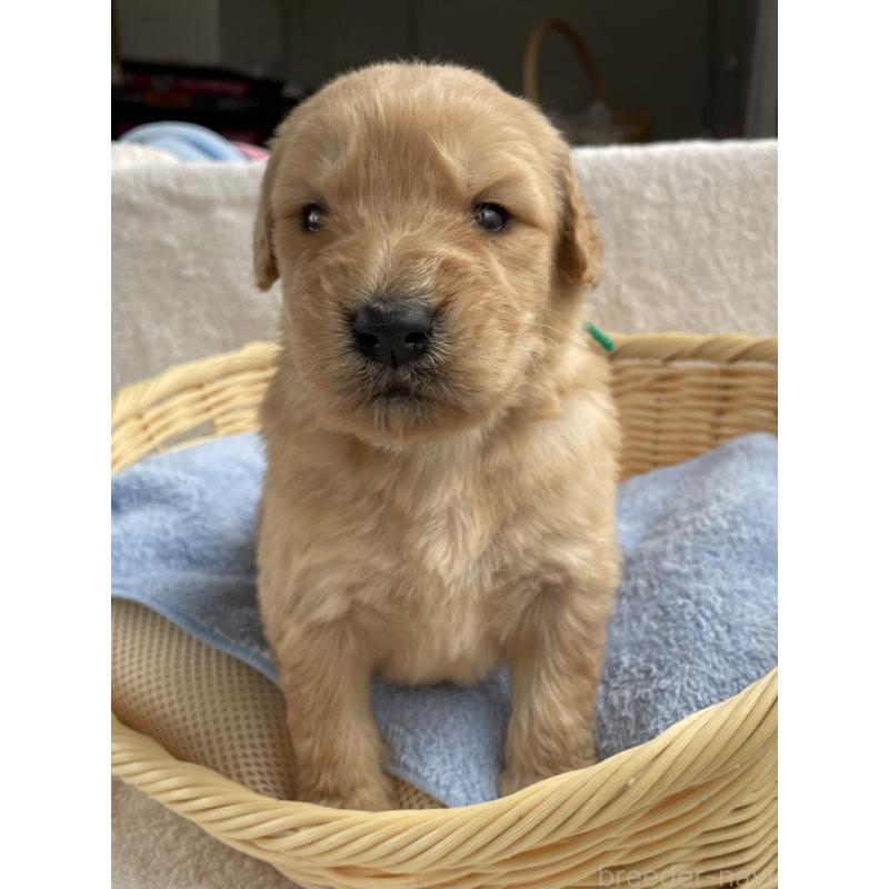 販売中の茨城県のゴールデンドゥードル:ゴールデンレトリーバー×プードル-446253の4枚目