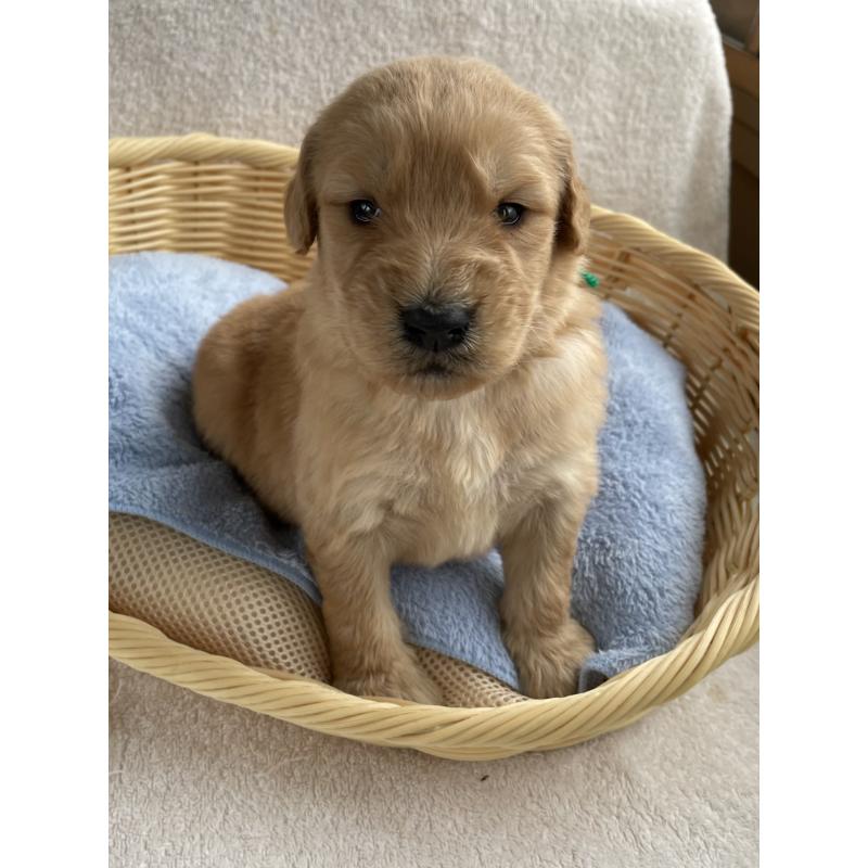 販売中の茨城県のゴールデンドゥードル:ゴールデンレトリーバー×プードル-446253の3枚目