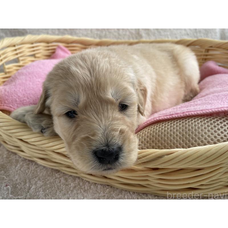 販売中の茨城県のゴールデンドゥードル:ゴールデンレトリーバー×プードル-446255の8枚目