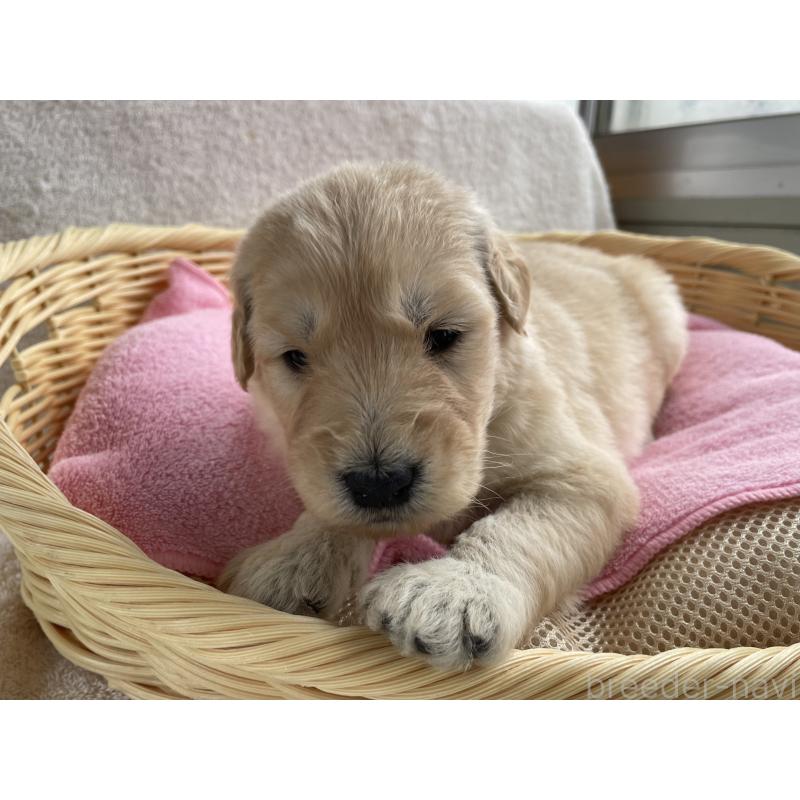 販売中の茨城県のゴールデンドゥードル:ゴールデンレトリーバー×プードル-446255の7枚目