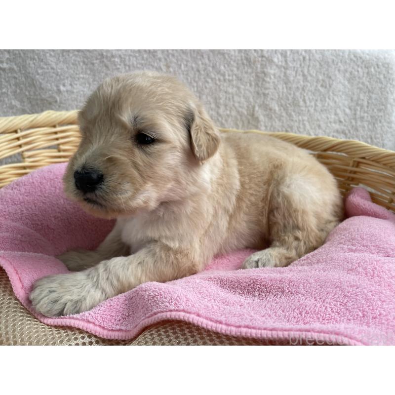 販売中の茨城県のゴールデンドゥードル:ゴールデンレトリーバー×プードル-446255の6枚目