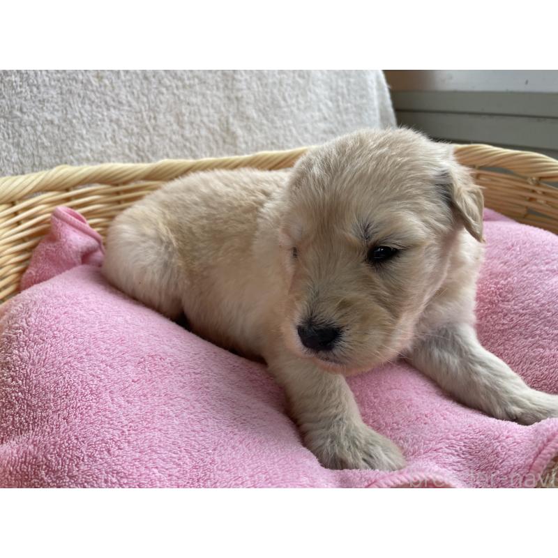 販売中の茨城県のゴールデンドゥードル:ゴールデンレトリーバー×プードル-446255の5枚目