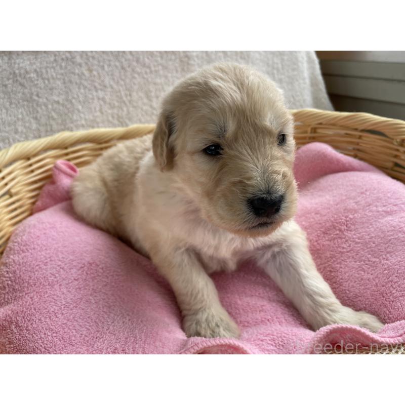 販売中の茨城県のゴールデンドゥードル:ゴールデンレトリーバー×プードル-446255の4枚目