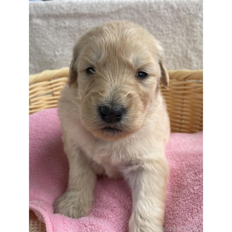 販売中の茨城県のゴールデンドゥードル:ゴールデンレトリーバー×プードル-446255の3枚目