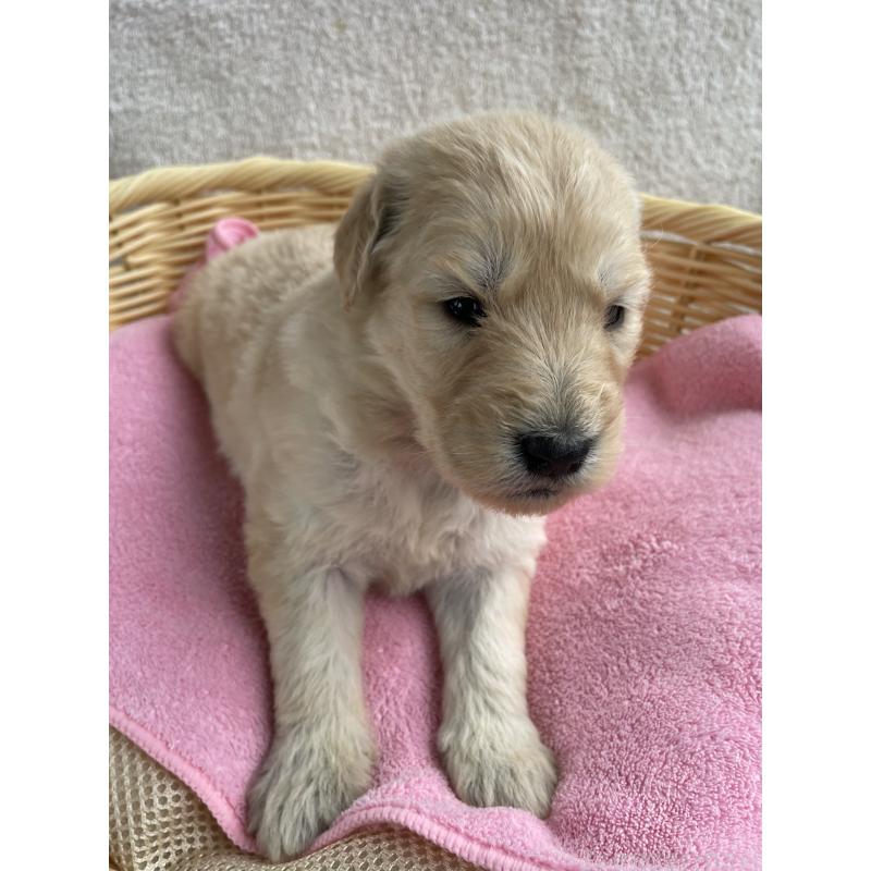 販売中の茨城県のゴールデンドゥードル:ゴールデンレトリーバー×プードル-446255の2枚目