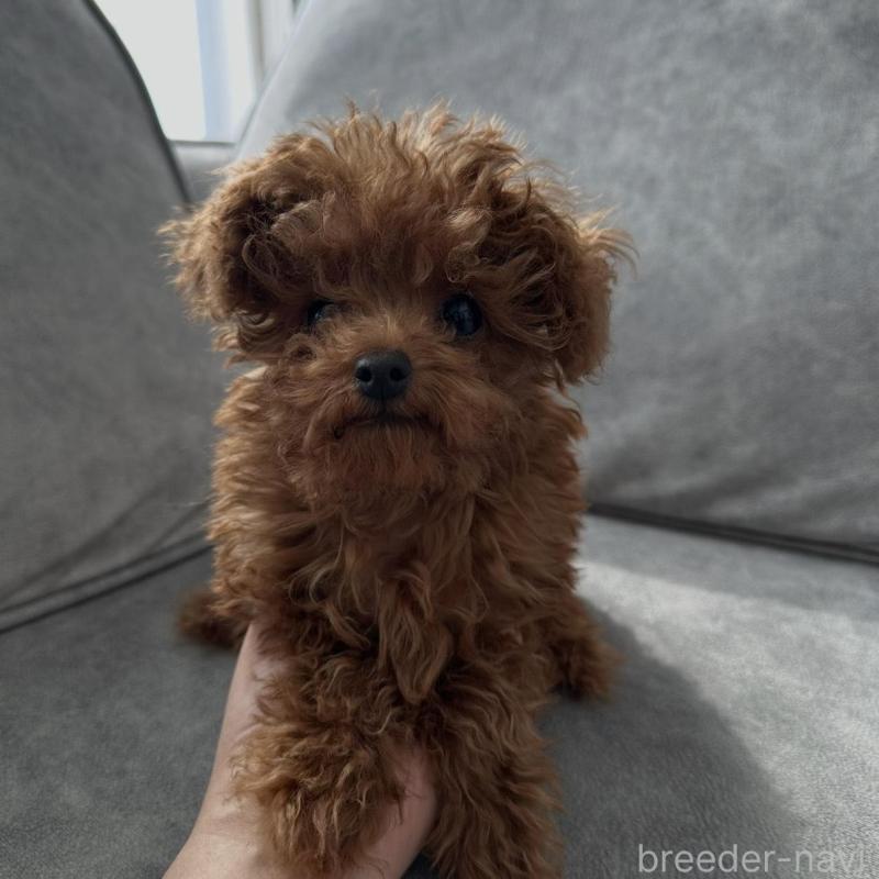 販売中の三重県のティーカッププードル-446256の6枚目