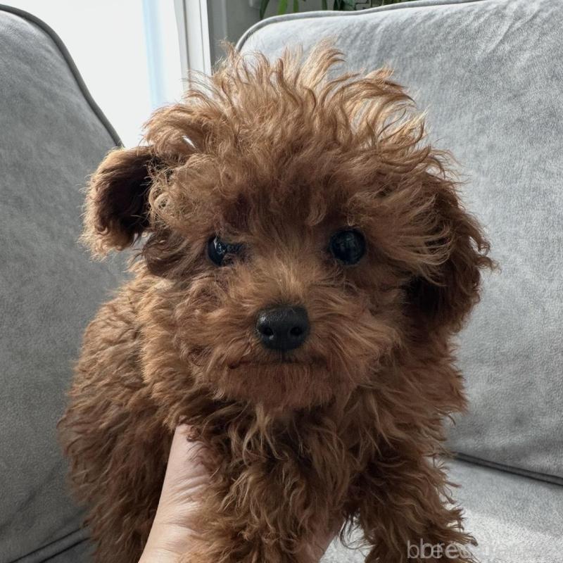 販売中の三重県のティーカッププードル-446256の5枚目