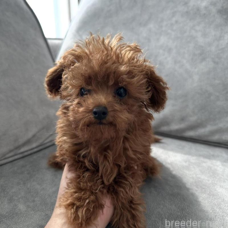 販売中の三重県のティーカッププードル-446256の4枚目