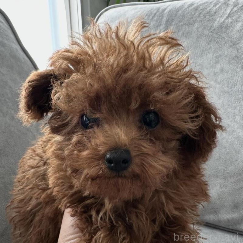 販売中の三重県のティーカッププードル-446256の2枚目