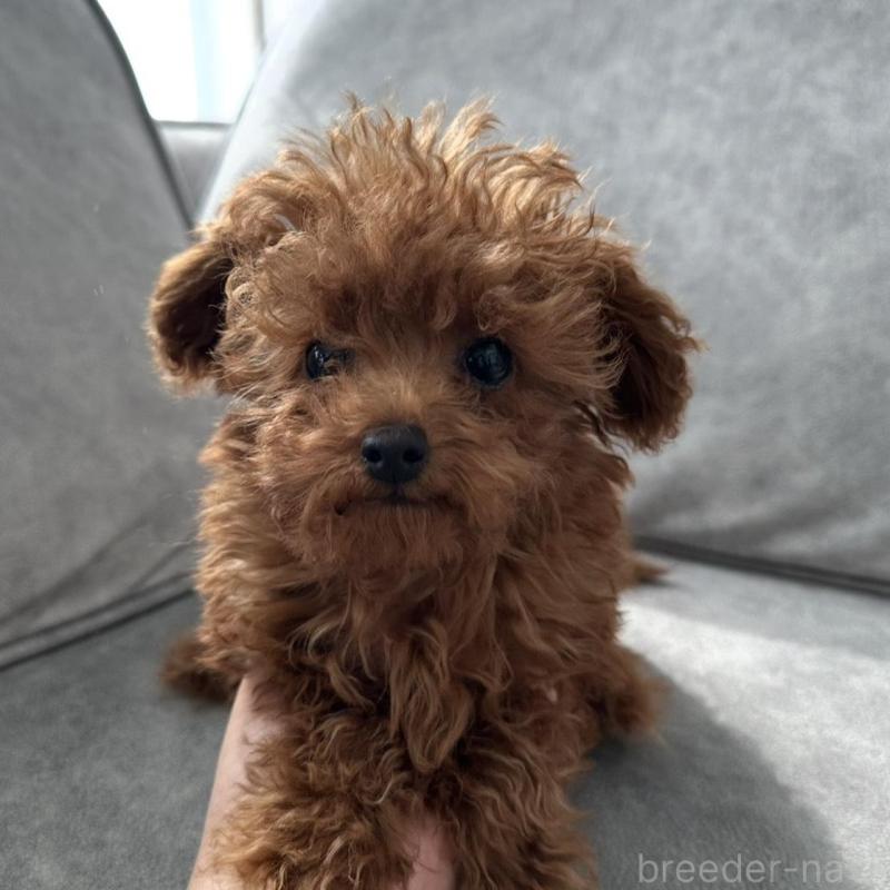 販売中の三重県のティーカッププードル-446256の1枚目