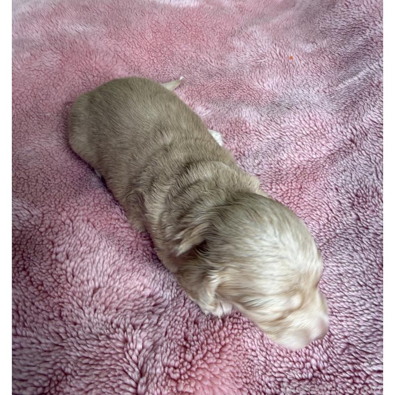 販売中の鹿児島県のミニチュアダックスフンド(ロングヘアード)-446257の3枚目