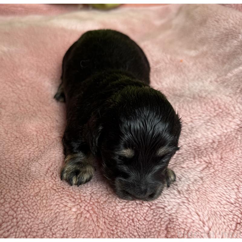 販売中の鹿児島県のミニチュアダックスフンド(ロングヘアード)-446258の3枚目