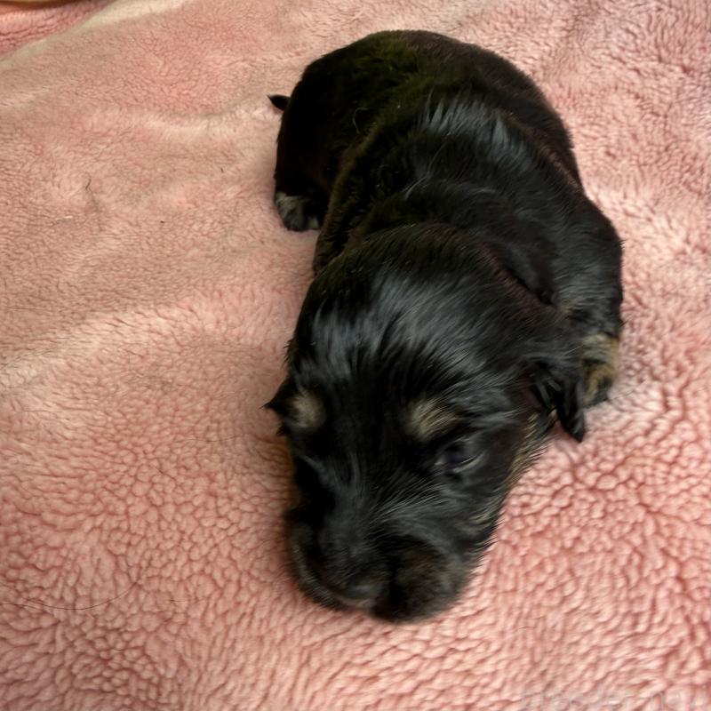 販売中の鹿児島県のミニチュアダックスフンド(ロングヘアード)-446258の2枚目