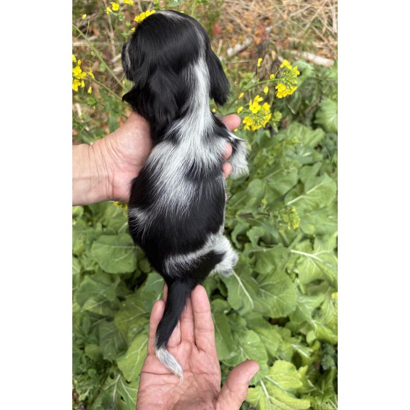 販売中の佐賀県のイングリッシュコッカースパニエル-446261の2枚目