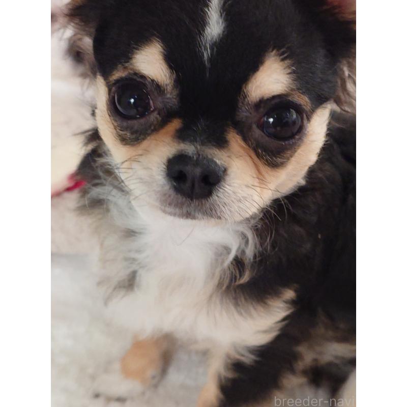 販売中の滋賀県のチワワ(ロングコート)-426829の6枚目