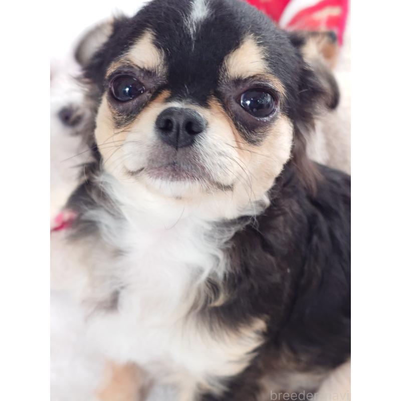 販売中の滋賀県のチワワ(ロングコート)-426829の5枚目