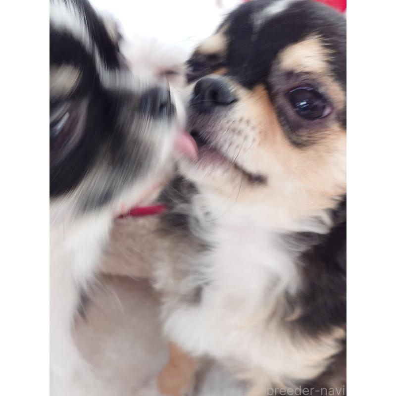 販売中の滋賀県のチワワ(ロングコート)-426829の4枚目