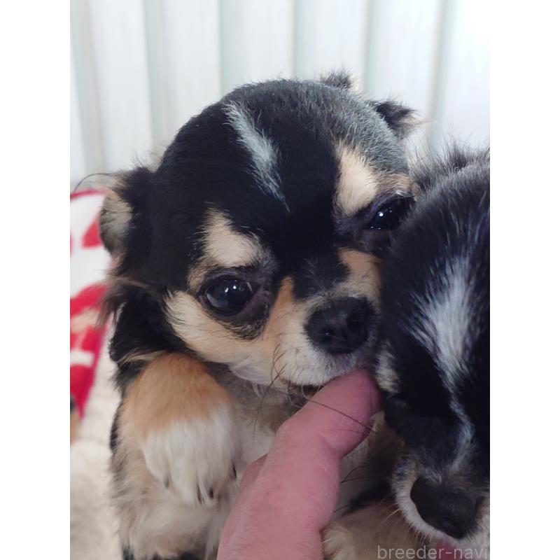 販売中の滋賀県のチワワ(ロングコート)-426829の3枚目