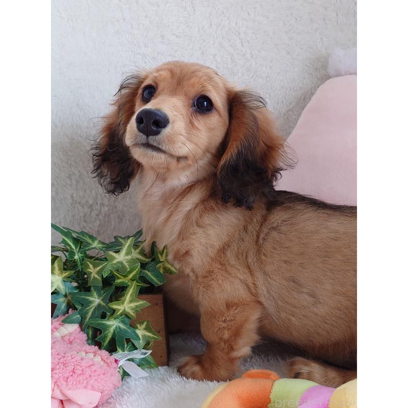 販売中の滋賀県のミニチュアダックスフンド(ロングヘアード)-439363の7枚目