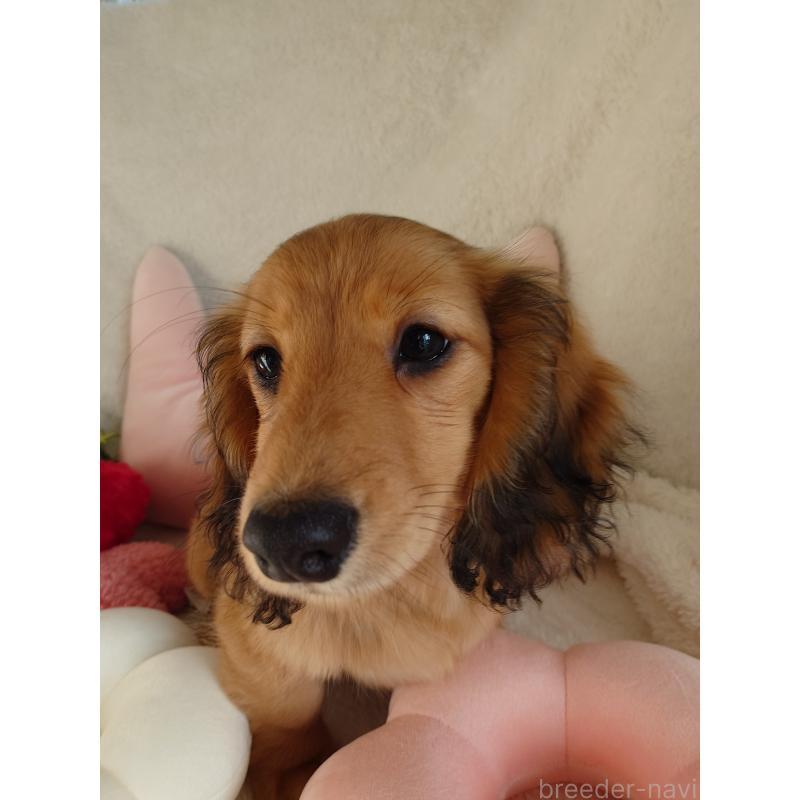 販売中の滋賀県のミニチュアダックスフンド(ロングヘアード)-439363の5枚目