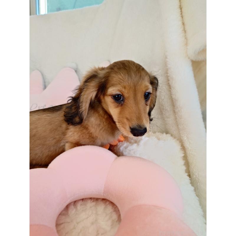 販売中の滋賀県のミニチュアダックスフンド(ロングヘアード)-439363の2枚目