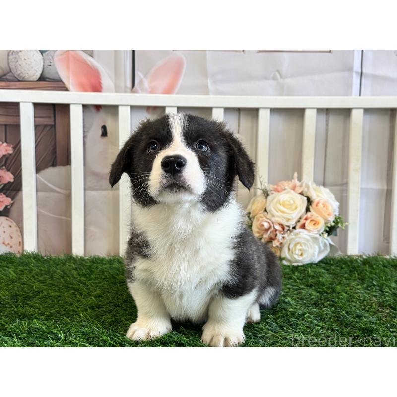 成約済の茨城県のウェルシュコーギーペンブローク-439655の6枚目