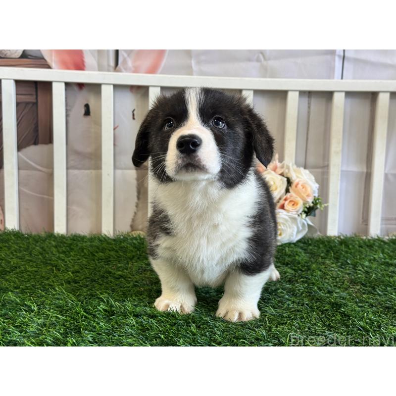 成約済の茨城県のウェルシュコーギーペンブローク-439655の4枚目