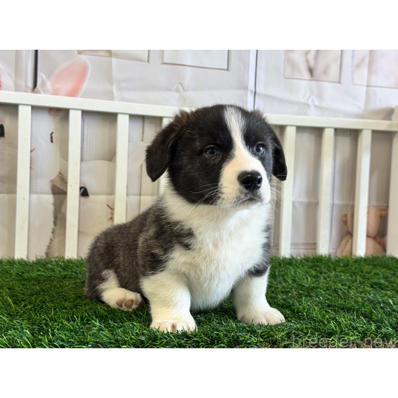 成約済の茨城県のウェルシュコーギーペンブローク-439655の3枚目