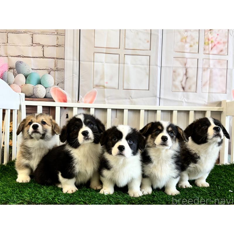 成約済の茨城県のウェルシュコーギーペンブローク-439655の2枚目