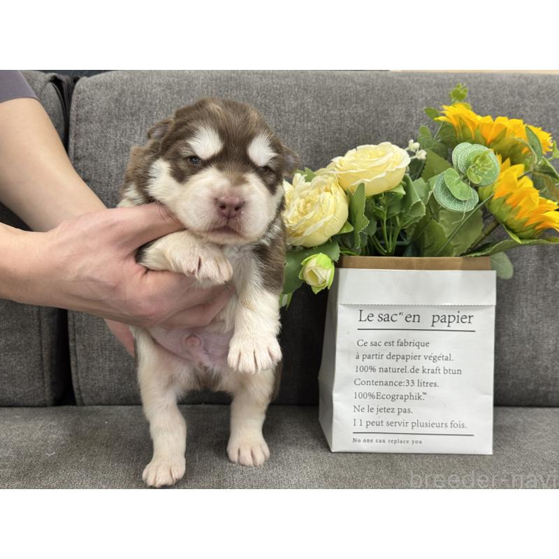 販売中の茨城県のアラスカンマラミュート-446265の5枚目