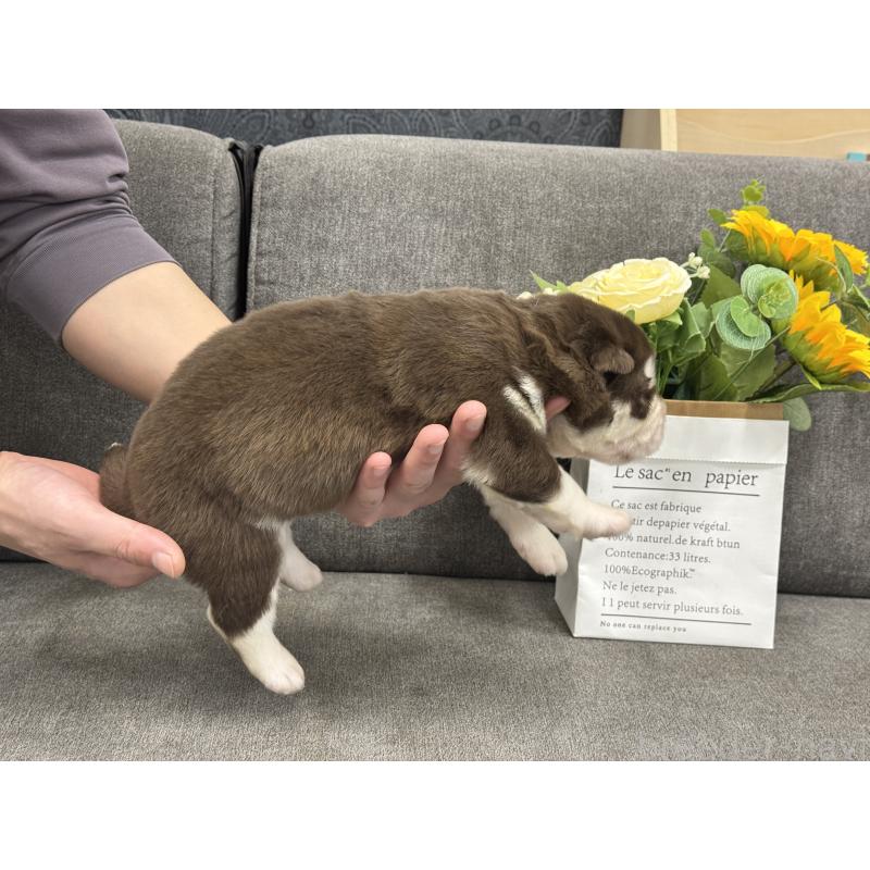 販売中の茨城県のアラスカンマラミュート-446265の3枚目