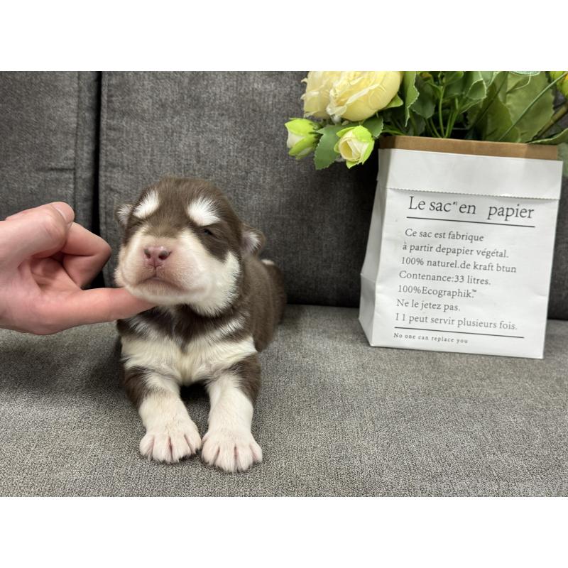 販売中の茨城県のアラスカンマラミュート-446268の5枚目