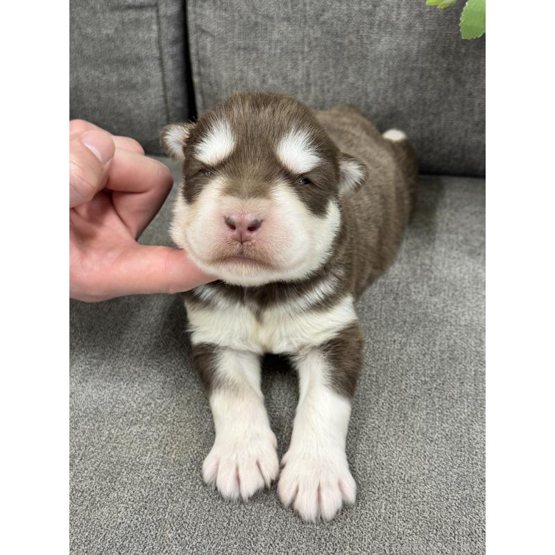 販売中の茨城県のアラスカンマラミュート-446268の4枚目