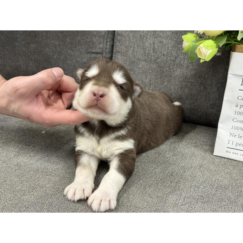 販売中の茨城県のアラスカンマラミュート-446268の3枚目