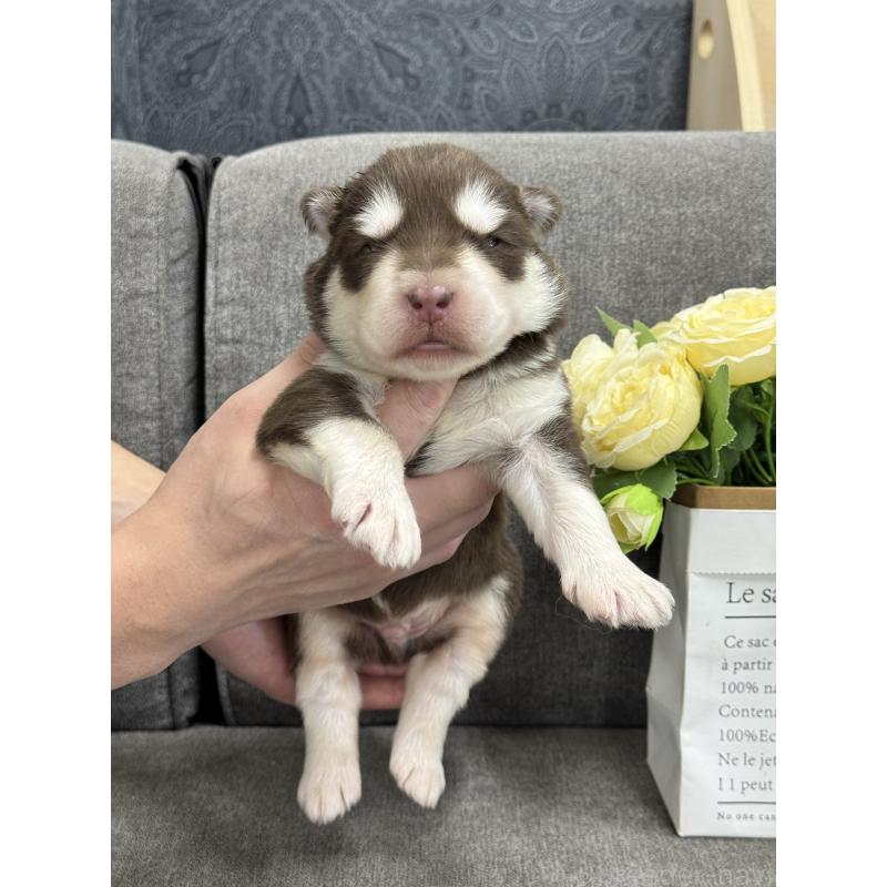 販売中の茨城県のアラスカンマラミュート-446268の2枚目