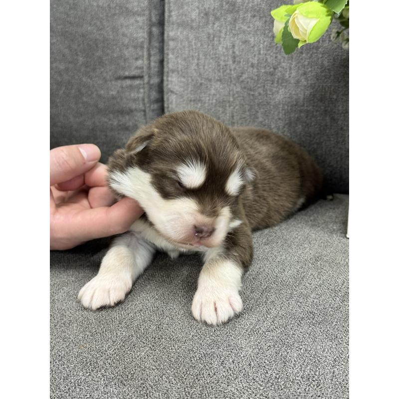 販売中の茨城県のアラスカンマラミュート-446269の4枚目