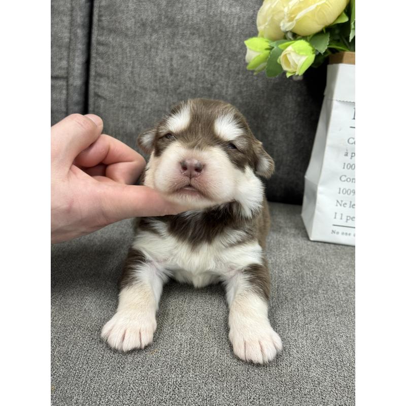 販売中の茨城県のアラスカンマラミュート-446269の3枚目